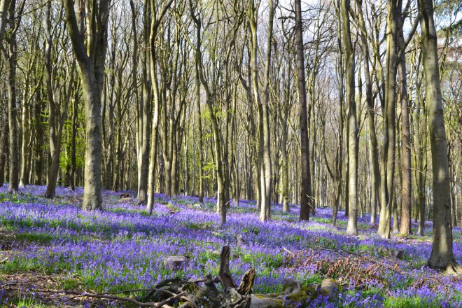 Andrews Wood bluebells April 2026