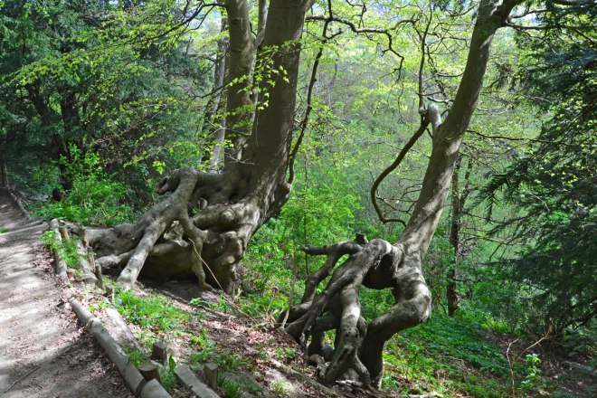 Beech trees