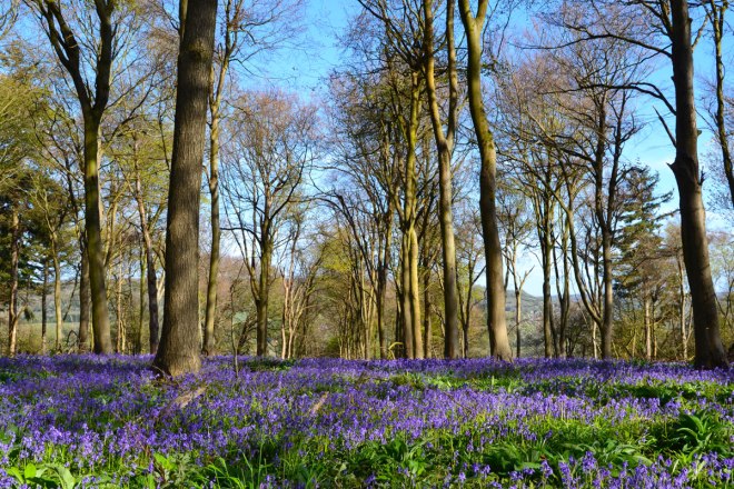 Bluebell wood beech trees