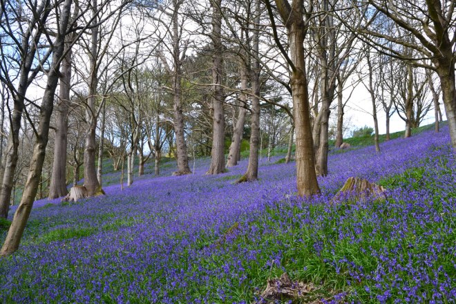 Emmetts bluebells April 2026