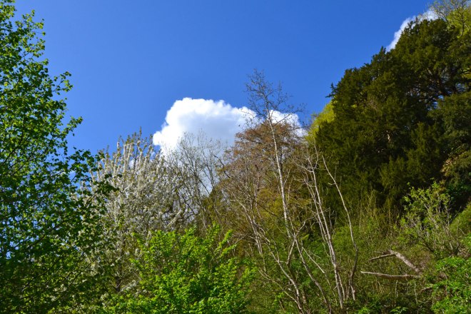 Foliage and cloud under the greensand escarpment on the One Tree Hill walk