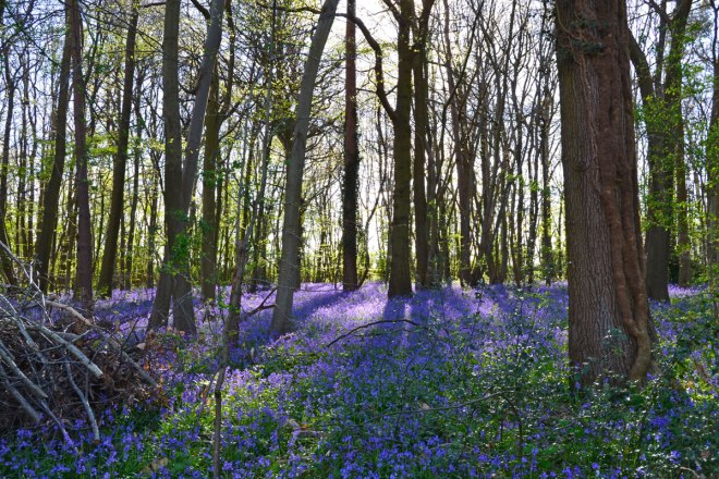 Bluebells lullingstone