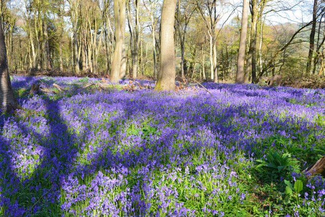 Meenfield Wood bluebells