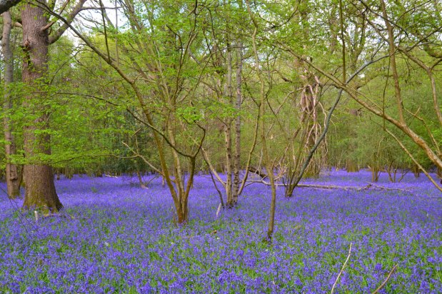 Best north-west Kent bluebells of 2026 – the results are&nbsp;in