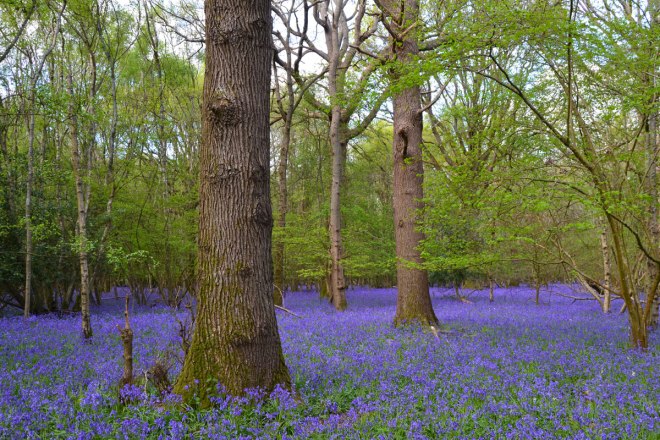 bluebells near Cudham, Kent
