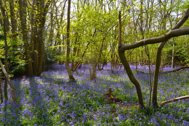 bluebells Piece Wood