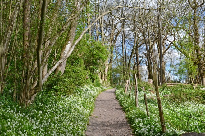 Wild garlic alongside the One Tree Hill path at Rooks Hill, Sevenoaks