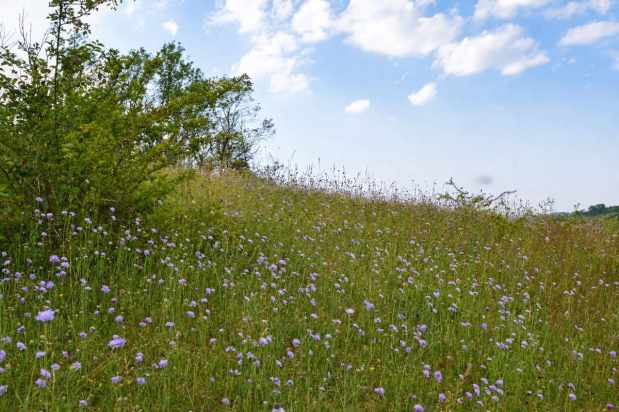 Evening sun walks – pick&nbsp;Shoreham!