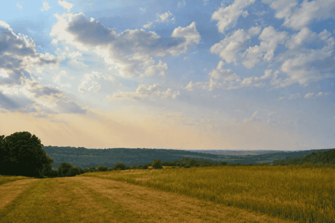 Nearing Romney St on the Fackenden walk summer evening July